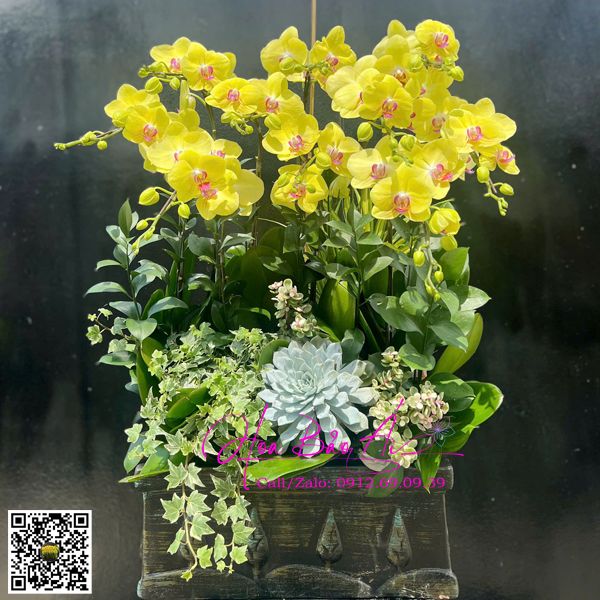 chậu hoa lan vàng đẹp
