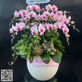  Bình hoa lan hồng đẹp LHD-811 