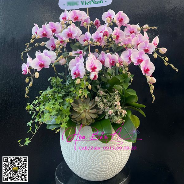 bình hoa lan hồng đẹp