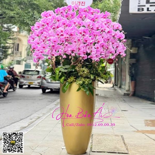 bình hoa lan hồng đẹp
