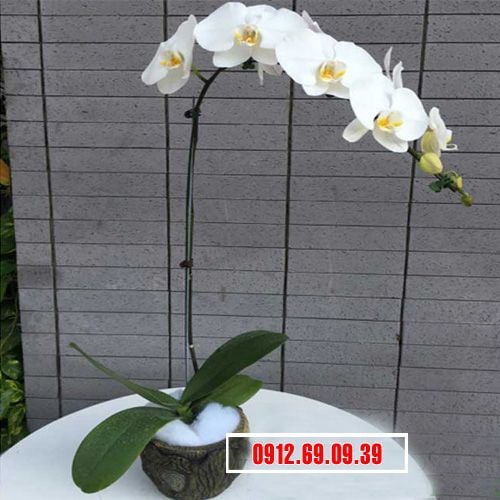 chau hoa lan ho diep 1 canh