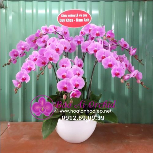 Chậu hoa lan hồ điệp hồng phấn 9 cành LHD-556