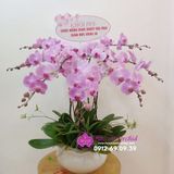  Chậu hoa lan hồng phấn 9 cành LHD-591 