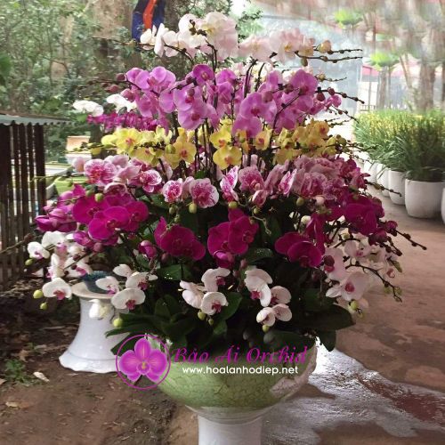 chậu hoa lan hồ điệp khủng siêu đẹp 101 cành