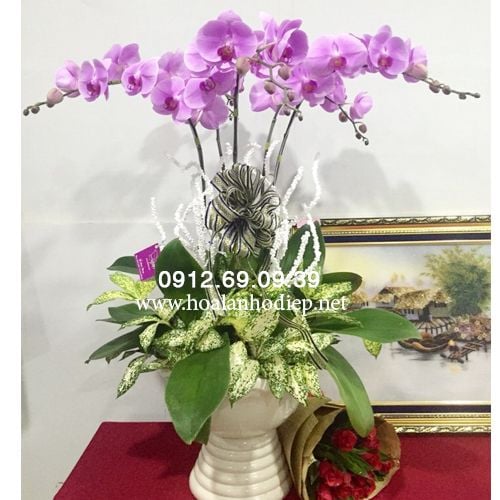 chau hoa lan ho diep mung sinh nhat