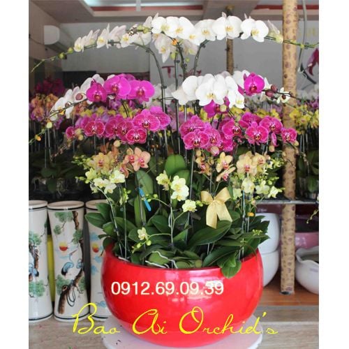 chau lan ho diep dep