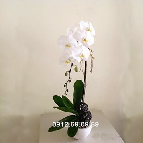 chau lan ho diep tang nguoi yeu