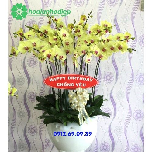 Chậu hoa lan hồ điệp tặng ông xã