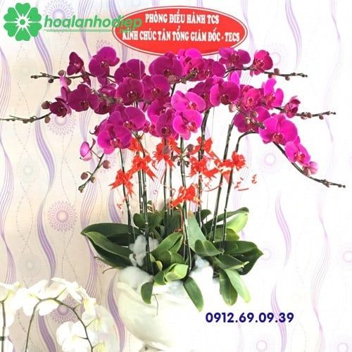 hoa lan ho diep tang sep gia re