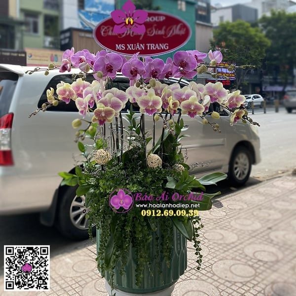 bình hoa lan mix màu đẹp