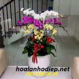  Chậu hoa lan hồ điệp 2018 - Hoa lan hồ điệp Tết 