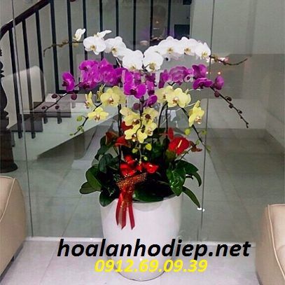  Chậu hoa lan hồ điệp 2018 - Hoa lan hồ điệp Tết 