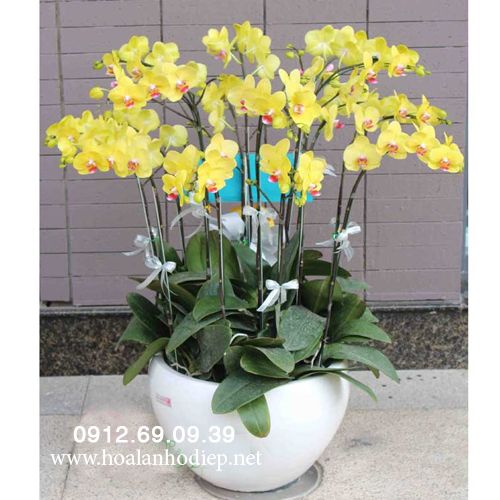 chau lan ho diep tet