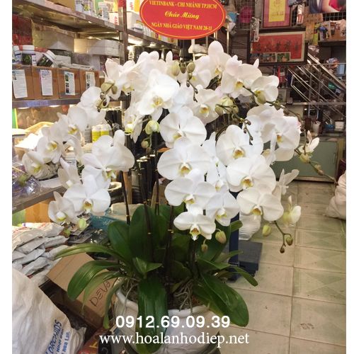 chau lan ho diep tet 2018