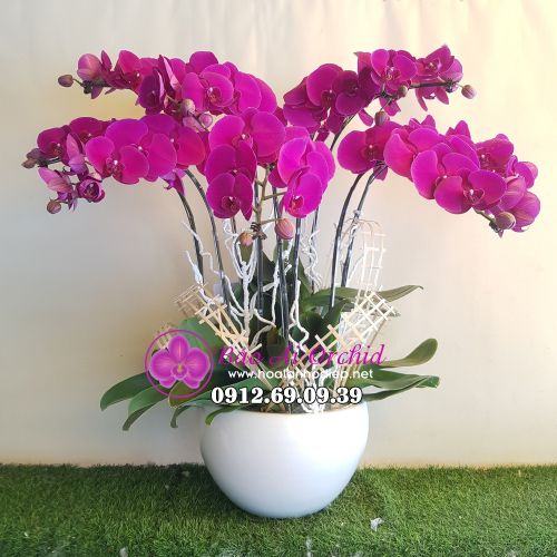 Chậu hoa lan hồ điệp tím 9 cành