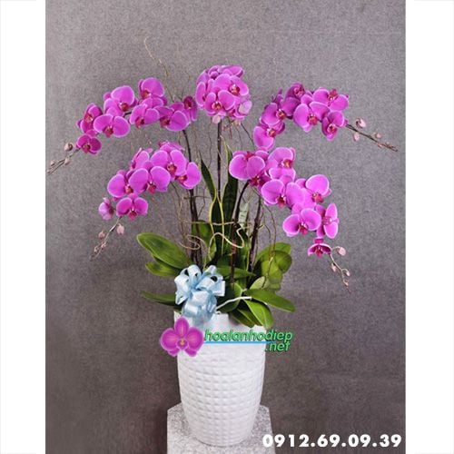 chau lan ho diep tim dep 5 canh