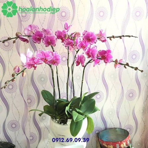 chau hoa lan ho diep tim 5 canh