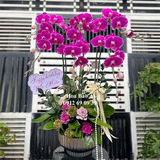  Chậu hoa lan hồ điệp tím đẹp nhất LHD-767 