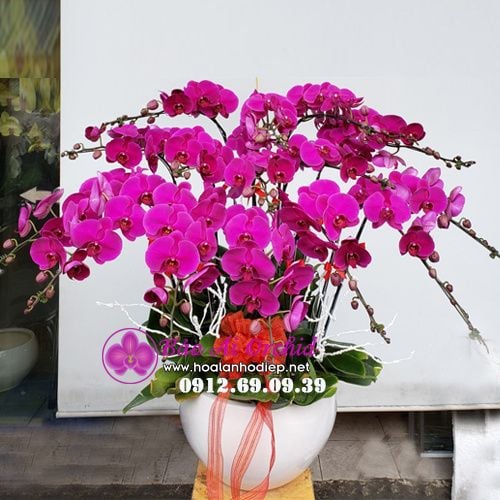 bình hoa lan hồ điệp tím 15 cành siêu đẹp