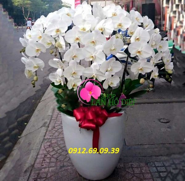 hoa lan ho diep trang