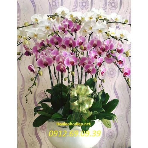 chau hoa lan ho diep trang tim 20 canh