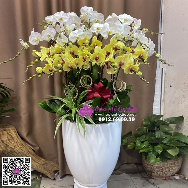 Bình hoa lan hồ điệp mix màu siêu đẹp