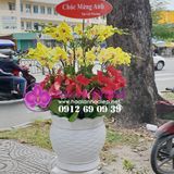  Chậu hoa lan hồ điệp vàng 20 cành LHD-399 