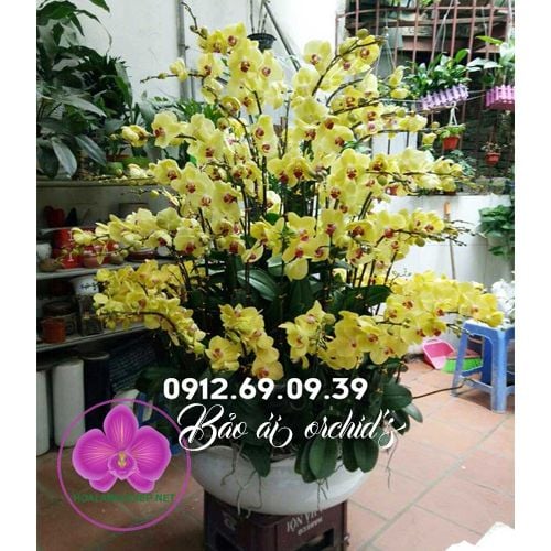 Chậu lan hồ điệp vàng 60 cành trưng bày tết 2019