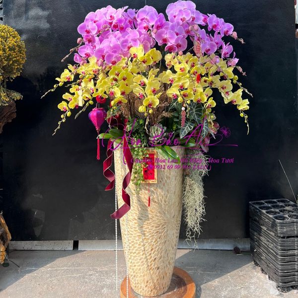  Chậu hoa lan đẹp biếu tết - tặng tết 2025 LHD-774 