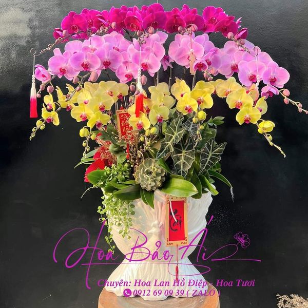  Chậu hoa lan chưng tết đẹp 2025 -LHD-773 