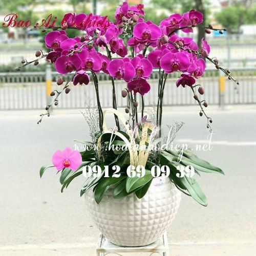 chậu hoa lan hồ điệp tím 10 cành siêu đẹp