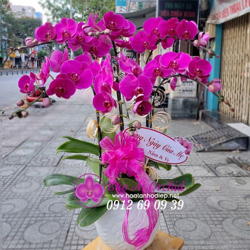 Chậu hoa lan tím 6 cành chúc mừng khai trương