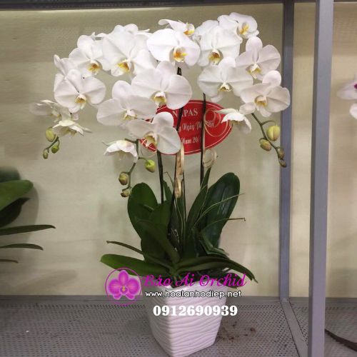  Chậu hoa lan trắng 3 cành xinh xắn LHD-526 