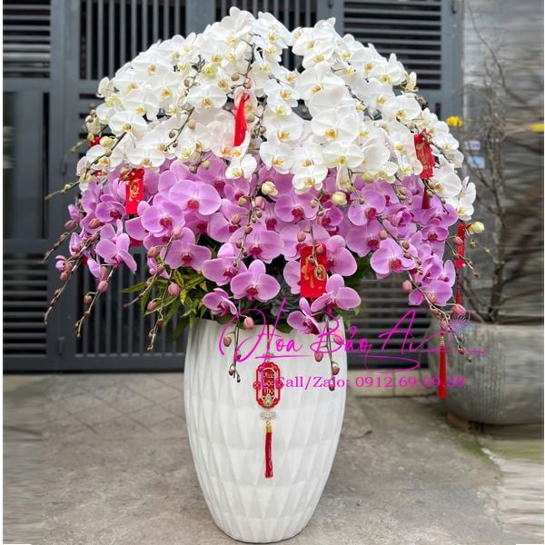  Chậu hoa lan trắng mix hồng sang trọng LHD-823 