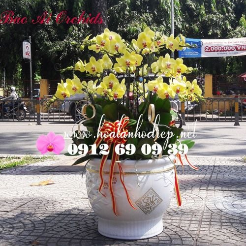 chậu hoa lan hồ điệp vàng biếu tết