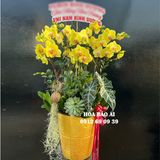  Chậu hoa lan vàng chúc mừng LHD-782 