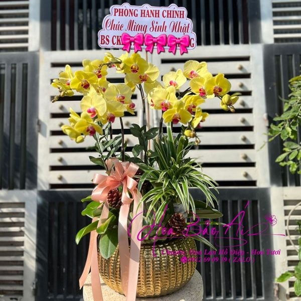  Chậu hoa lan vàng chúc mừng sinh nhật LHD-758 