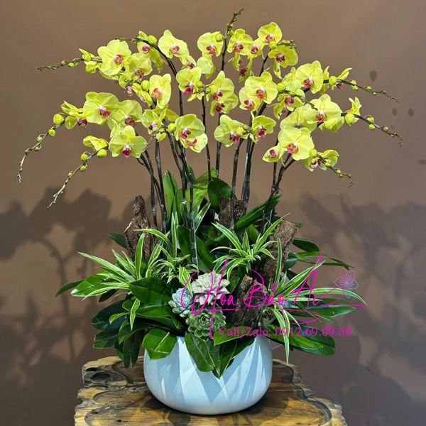  Chậu hoa lan vàng chúc mừng LHD-812 