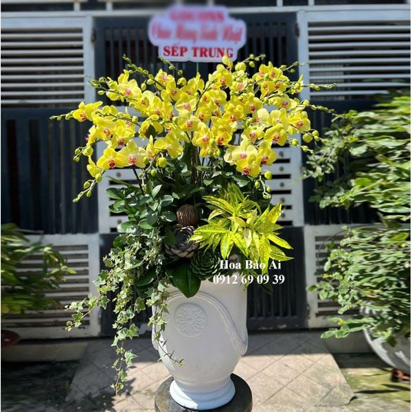  Chậu hoa lan vàng biếu tết 2025 LHD 