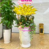  Chậu hoa lan vàng đẹp nhất LHD-764 