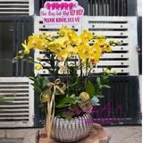  Chậu hoa lan vàng chúc mừng sinh nhật LHD-759 