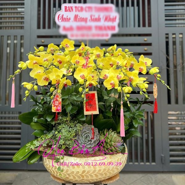  Đẳng Cấp Chậu Hoa Lan Vàng Đẹp LHD-822 