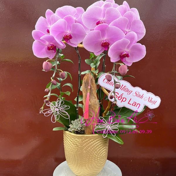  Chậu hoa lan tặng sinh nhật LHD-829 