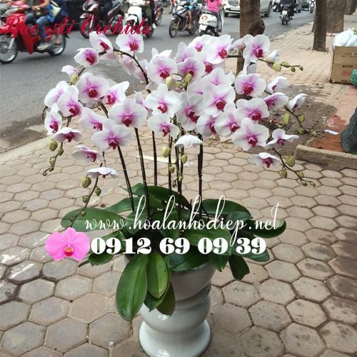  Bình Hoa Lan Hồ Điệp Trắng 8 Cành LHD-382 