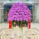  Chậu lan chúc mừng đẹp nhất LHD-821 