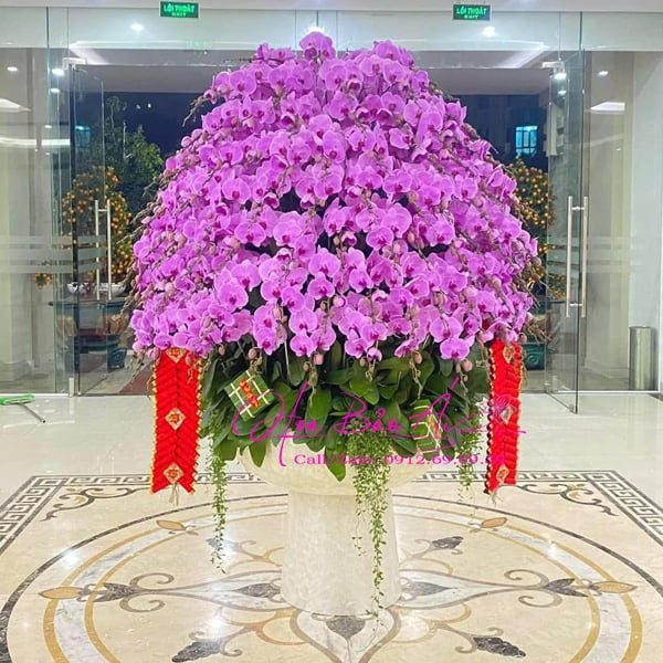  Chậu lan chúc mừng đẹp nhất LHD-821 