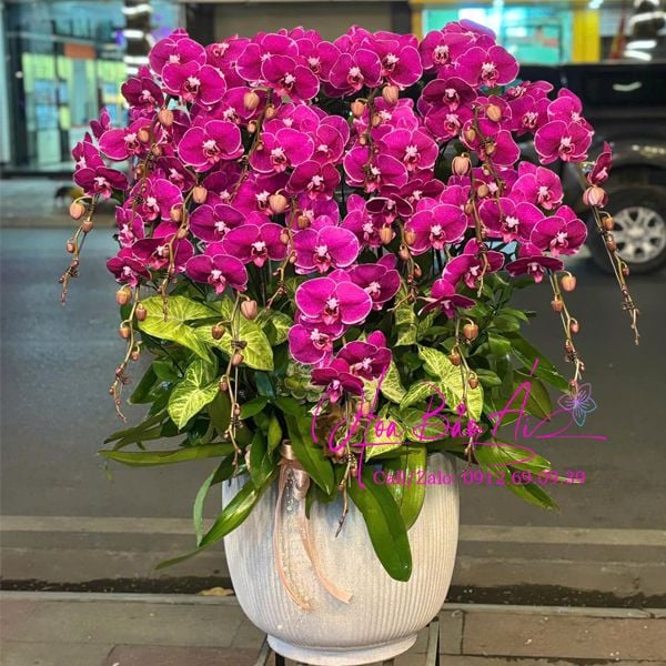  Chậu lan đỏ chúc mừng đẹp LHD-819 