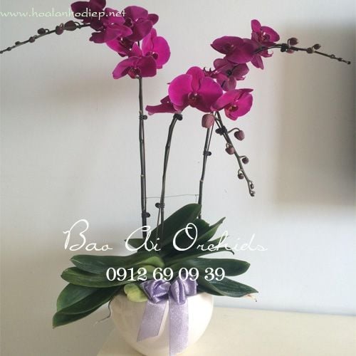 chau lan ho diep tang nguoi yeu ngay 20-10