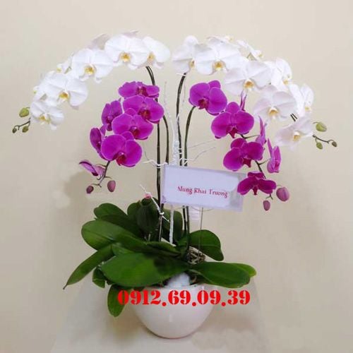chau hoa lan ho diep gia re