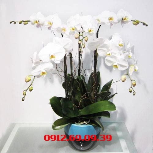 chau hoa lan ho diep trang